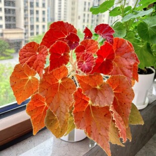 蟆叶秋海棠盆栽室内绿植彩叶芋观叶海芋热植垂丝海棠观叶植物花卉