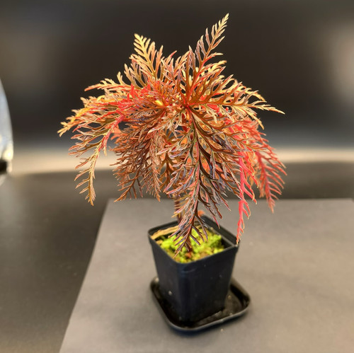 新品秋海棠 二回羽裂秋海棠 热植 草本植物室内观赏绿植花卉盆栽