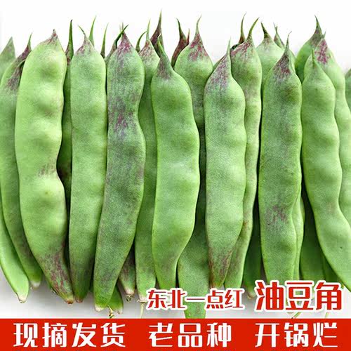 一点红油豆角新鲜蔬菜应季面豆角现摘九月青开锅烂排骨炖豆角