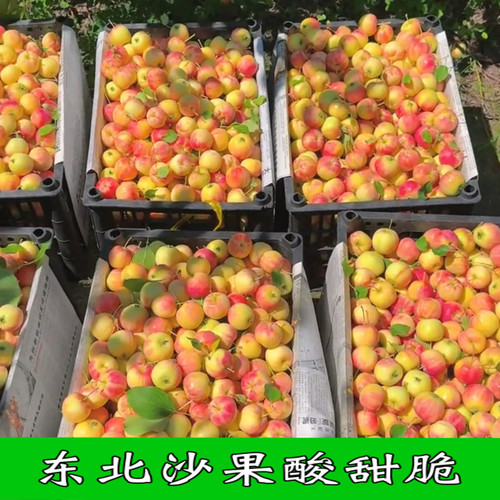 正宗东北沙果新鲜水果