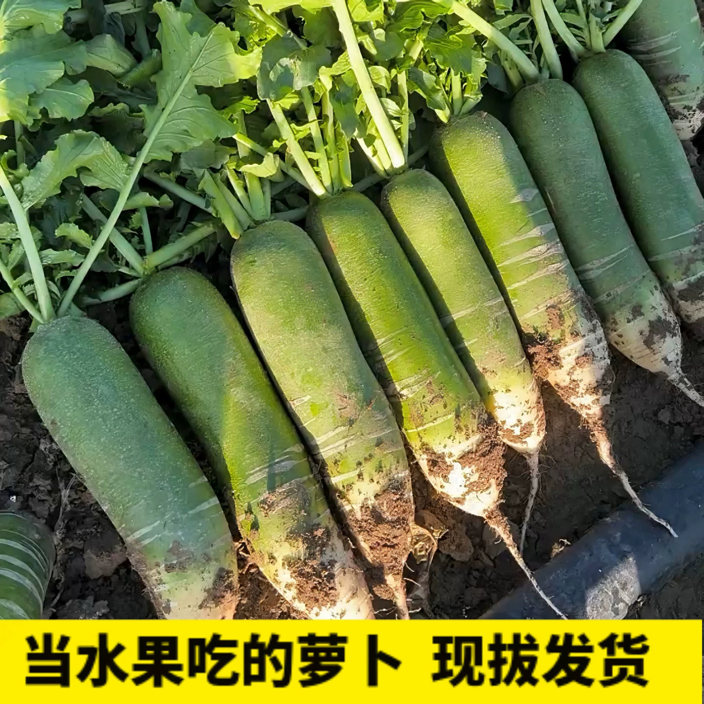 回乡创业沙窝水果萝卜脆甜多汁