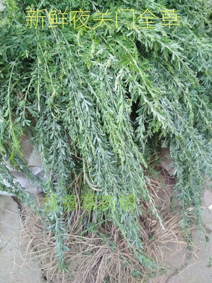 包邮古田新鲜野生夜关门 截叶铁扫帚 关门草 千里光 苍蝇翼 生1斤