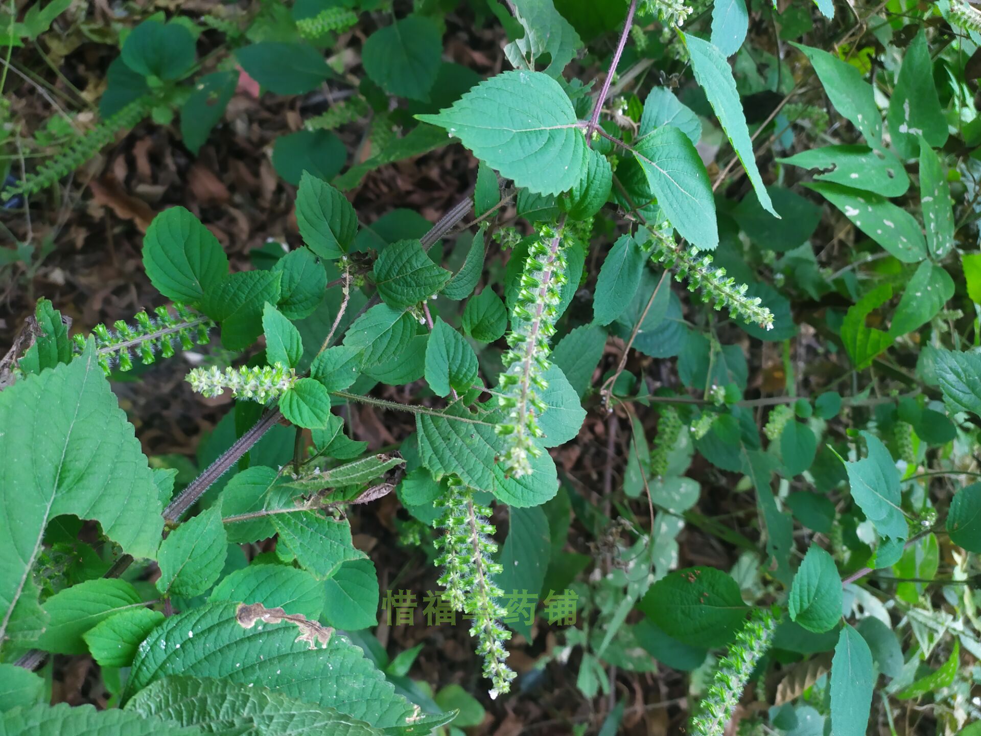 野生白紫苏 苏叶 白苏叶 野苏麻 白苏 绿紫苏 杆叶晒干1斤