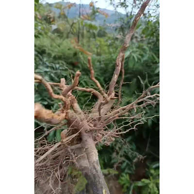 全根古田闽清炖家禽猪脚 野生山苍子根  山鸡椒根 木姜子根1斤