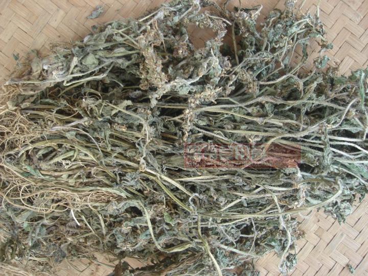 苦草福建金疮小草野生白毛夏枯草