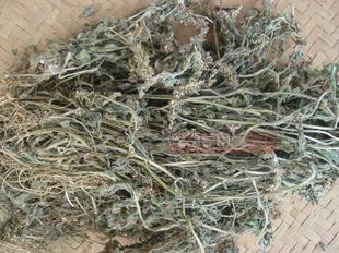 包邮新货野生筋骨草 白毛夏枯草 苦草 金疮小草 苦地胆 整株晒干