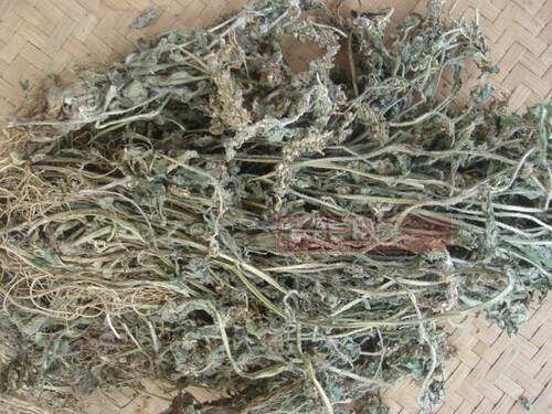 苦草福建金疮小草野生白毛夏枯草