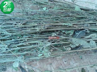 包邮福建野生中草药材金钥匙 八月白 六月寒 晒干  整株全草扎捆