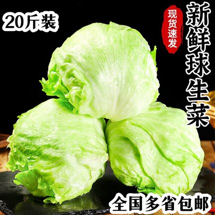 20斤装 包邮 汉堡用球生菜西餐新鲜蔬菜沙拉食材结球形圆型西生菜