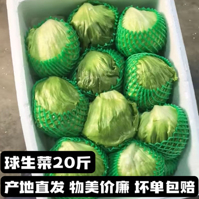 新鲜球生菜20斤上海发货