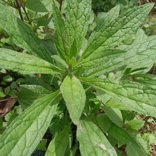 云南夜郎大地中药材琉璃草倒提壶鲜货新鲜采摘