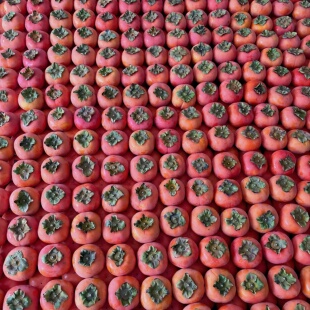 脆柿子云南正宗保山次郎甜脆糖心硬柿表皮花斑不影响食用现摘现发