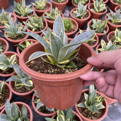惠特尼母本虎皮兰绿植盆栽种好长根带盆发货阳台办公室内好养植物
