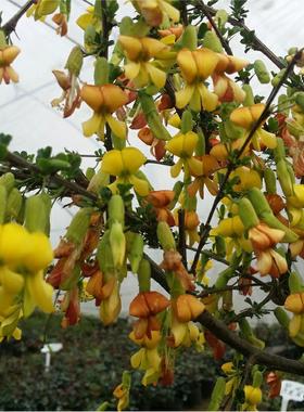 金雀梅树苗盆栽 锦鸡儿 金丝雀 黄金雀花苗盆栽花卉金雀花苗包邮