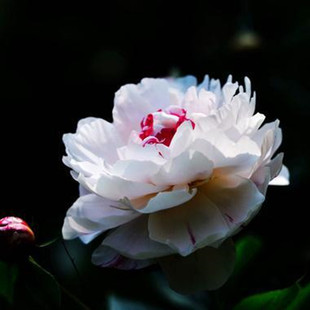 合德医馆 白芍七子亮白护肤天然植物无添加无香精色素保湿补水