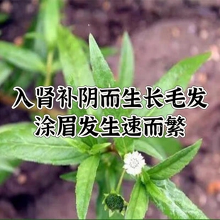 合德医馆  旱墨莲植物 乌发清洁自然促进生长天然草本养发中