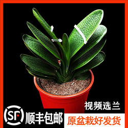 【带盆栽好包活】霸王龙短 微短球拍鞍山精品君子兰粗筋花卉绿植