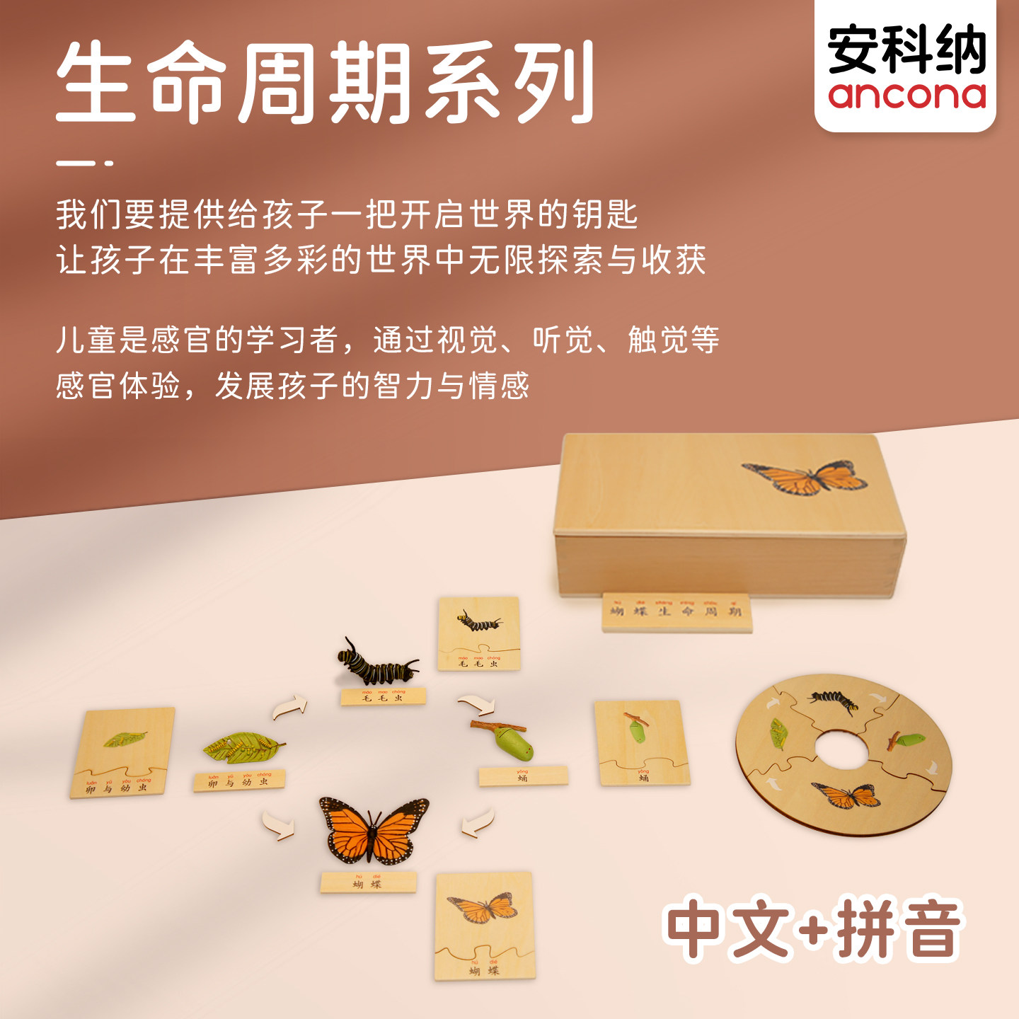安科纳ancona 生命周期 【中文加拼音】 蒙氏语文益智早教玩具