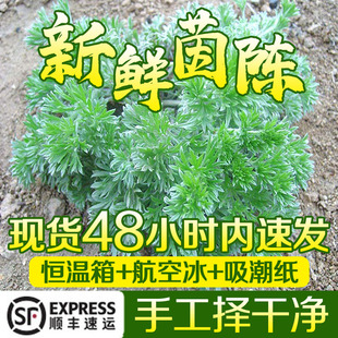 现货摘挖新鲜野生绵茵陈茶野生菜白蒿二月根苗食材顺丰包邮