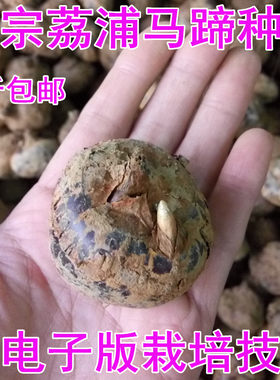 广西特产荔浦马蹄地栗乌芋农家新鲜荸荠种子组培育苗高产5斤包邮