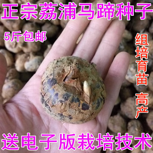 广西特产荔浦马蹄地栗乌芋农家新鲜荸荠种子组培育苗高产5斤包邮