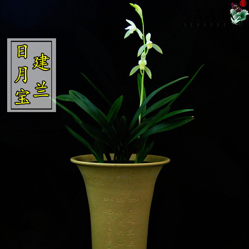 兰花苗建兰四季兰矮种素心日月宝夏带花苞浓香型客厅花卉好养易活