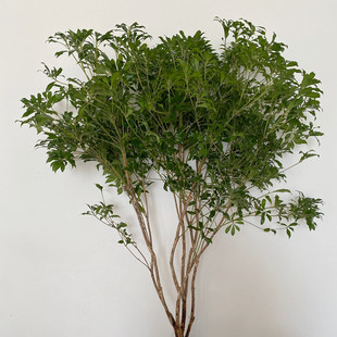 日本马醉木吊钟 绿色木本植物 客厅水养绿植一抹清新办公室摆放花