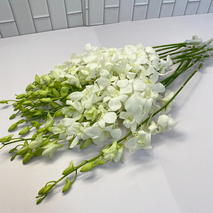 餐桌花 洋兰鲜切花 泰国兰多色 花艺插花 水养居家摆设 北京鲜花