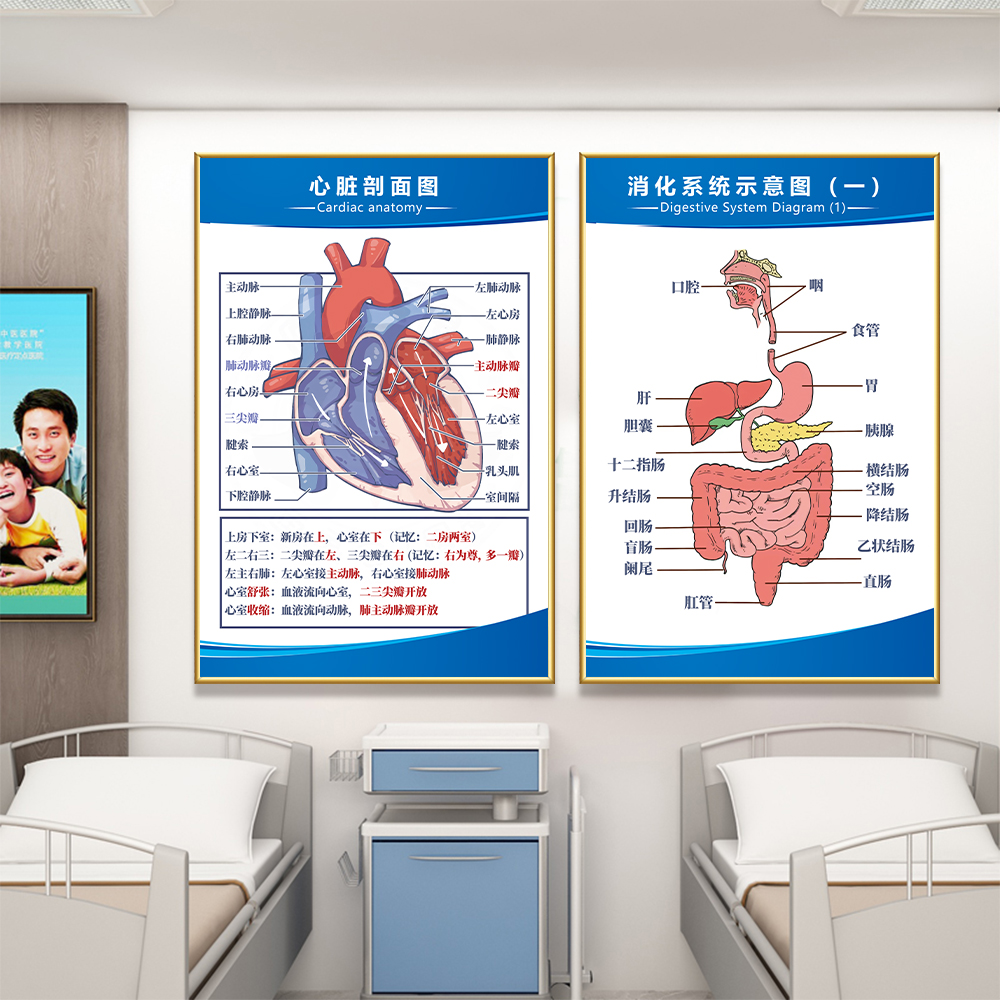 人体解剖图医院内脏系统示意图医学宣传挂图人体器官心脏结构海报