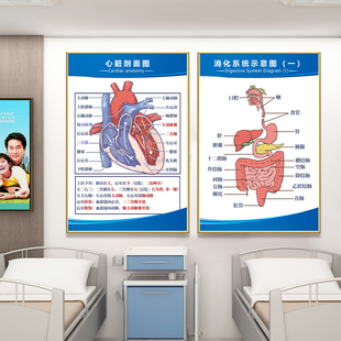 人体解剖图医院内脏系统示意图医学宣传图人体器官心脏结构海报hb