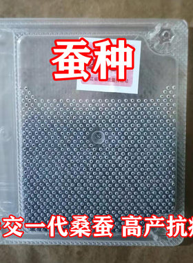 春蚕蚕宝宝蚕卵蚕种学生养蚕