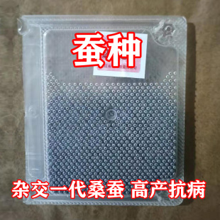 彩色茧黄茧白茧金丝蚕卵蚕种蚕宝宝春蚕宝宝吃桑叶学生养蚕科学课