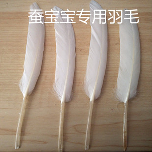蚕宝宝小蚕蚁蚕 羽毛 养蚕工具 学生养蚕用鹅毛 抓爬虫蚂蚁用品
