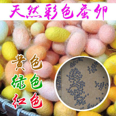 天然彩色蚕茧蚕宝宝蚕卵吃桑叶结黄金茧金丝彩色蚕种籽