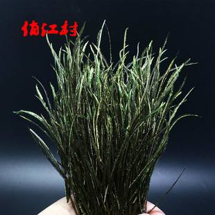 飞钓 飞蝇饵绑制材料 孔雀尾丝 尾羽丝 若虫材料peacock herl