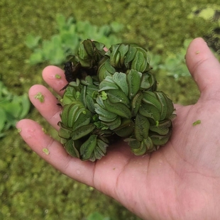 兔耳萍浮萍水草浮性活体水草鱼缸造景鱼缸龟缸水培阴性阳性水培植