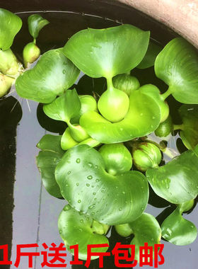 水葫芦植物水培花卉净化水质鱼池