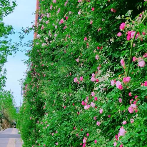 粉团七姊妹红蔷薇曼宁顿院墙绿篱