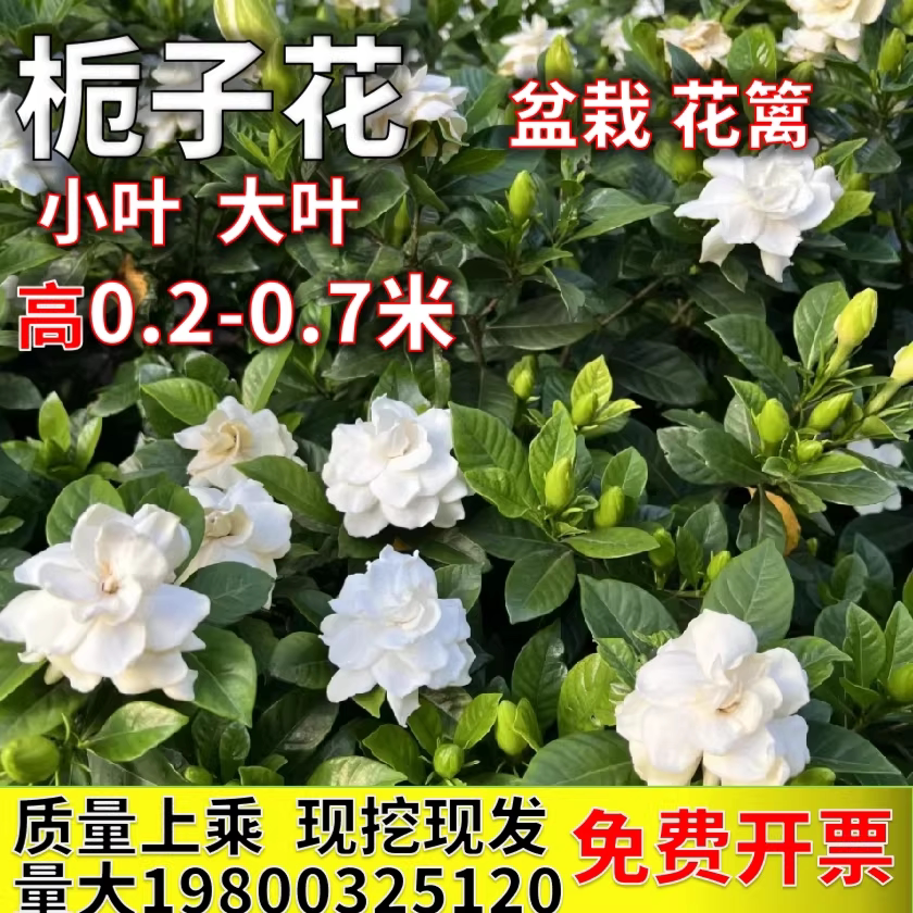 大叶栀子花重瓣浓香小叶栀子花