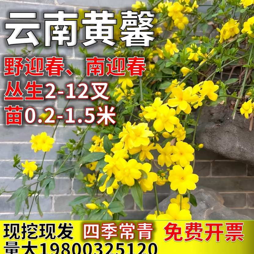 云南黄馨南迎春花四季常青野迎春