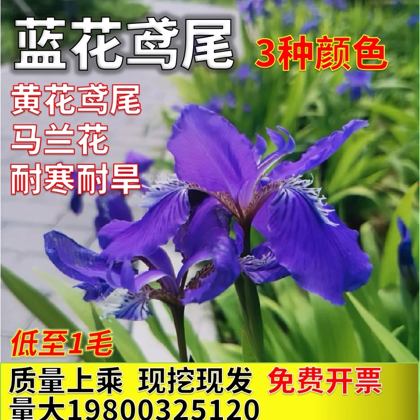 蝴蝶兰蓝花鸢尾苗马兰花苗庭院绿化盆栽阳台绿化美观耐寒草本花卉