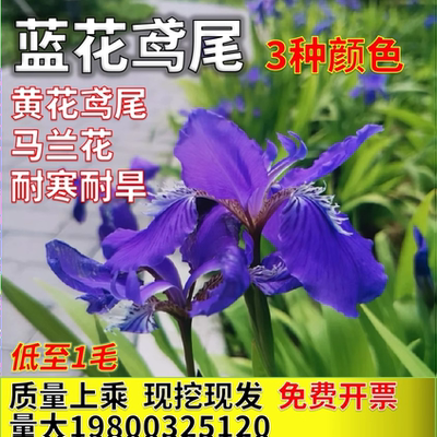 蓝花鸢尾苗蝴蝶兰阳台庭院耐寒