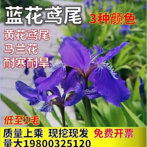 蓝花鸢尾苗蝴蝶兰阳台庭院耐寒