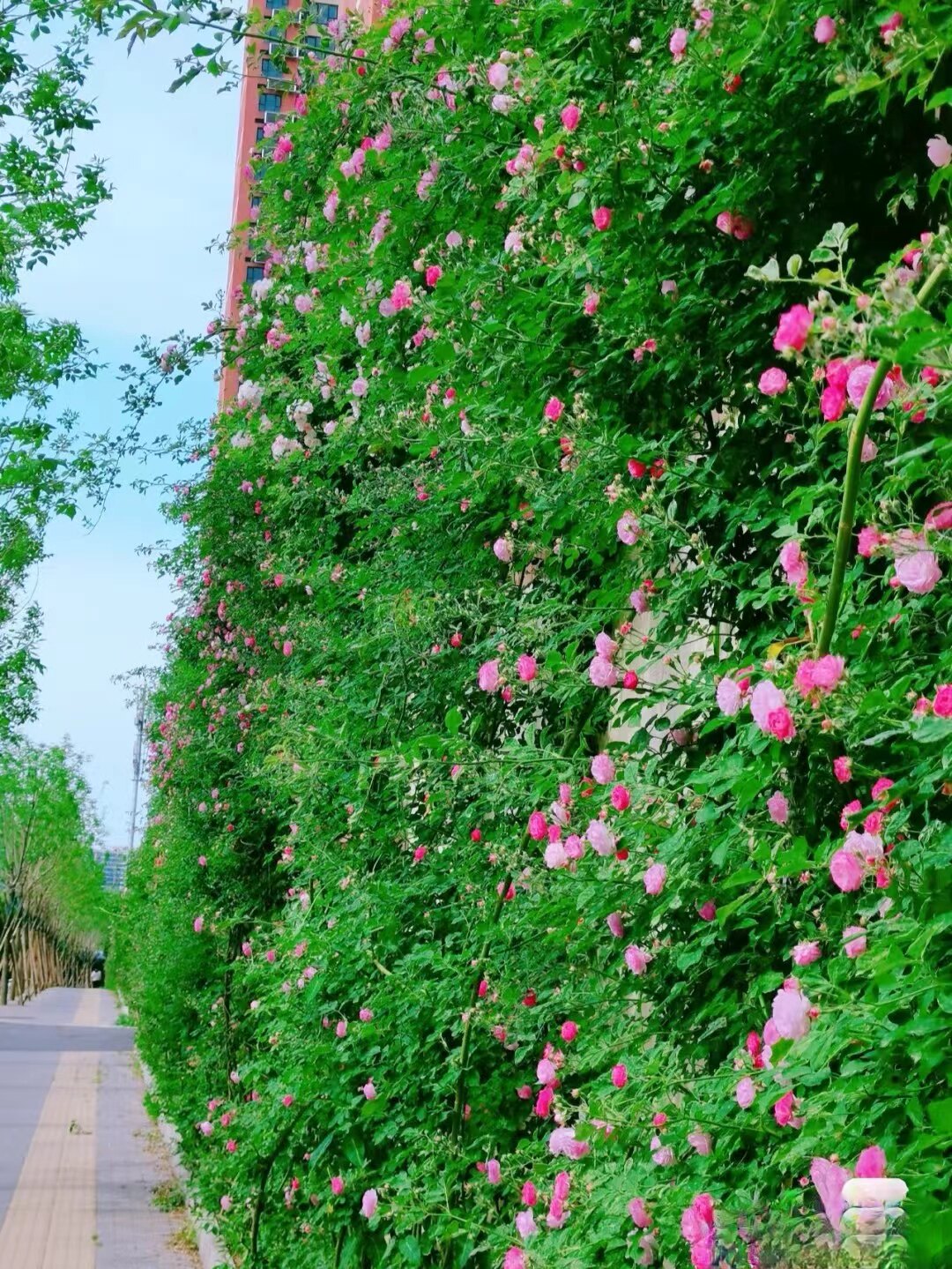 蔷薇花苗爬藤月季爬墙玫瑰庭院爬藤绿篱楼顶阳台攀爬藤本黄刺玫
