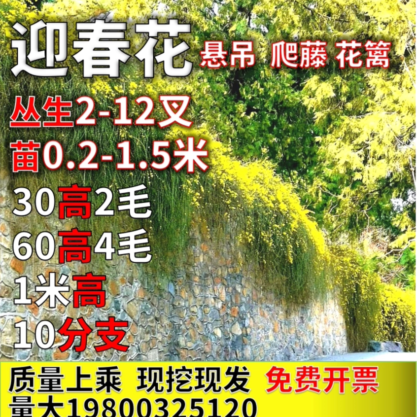 迎春花树苗绿植工程东北连翘黄素馨迎夏花攀缘垂吊探春花东北连翘