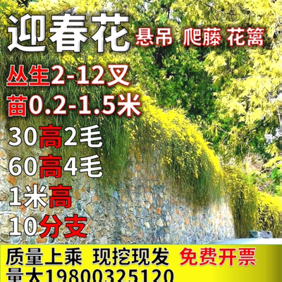 迎春花探春花东北连翘攀援悬吊