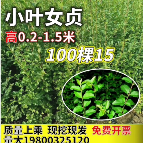小叶女贞树苗四季常青庭院绿化