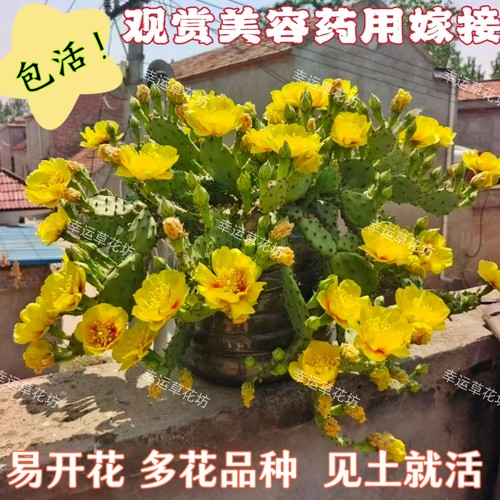 仙人掌易开多花结果盆栽药用美容嫁接药用外敷多肉绿植耐寒旱包活