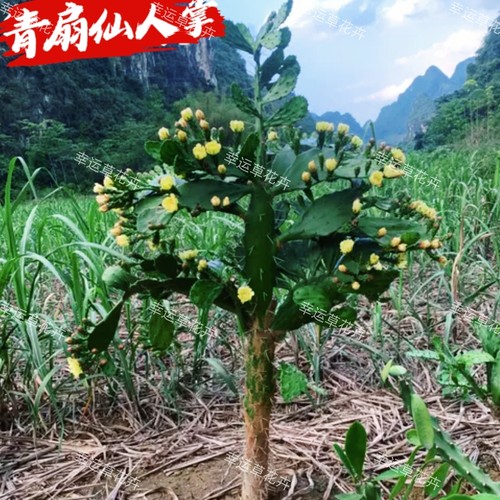 仙人掌树花卉绿植开花防辐射