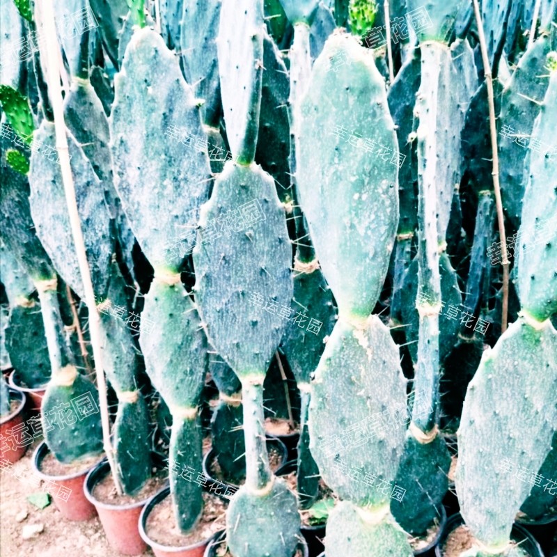 仙人掌黄大刺多层盆栽嫁接蟹爪兰令荷花叶片苗美容多肉植物食药用